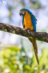Blue and yellow macaw (Ara ararauna), also known as the Blue-and-gold Macaw sitting in tree.