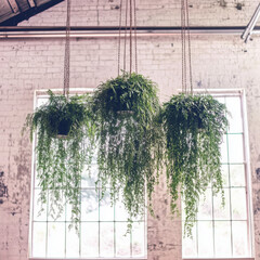 window in the garden