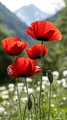 Fototapeta premium Spring meadow showcases radiant red poppies alongside delicate white wildflowers with rolling hills in the blurred background