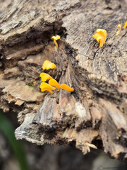 Peque&ntilde;os hongos amarillos gelatina creciendo en un tronco de &aacute;rbol. Los hongos presentan una coloraci&oacute;n vibrante y alegre y una forma delicada, contrastando con la textura rugosa de la madera. 