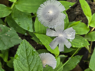 Fotograf&iacute;a macro de dos hongos grises leucocoprinus creciendo entre hojas verdes. Los hongos presentan una textura suave y delicada, contrastando con el verde brillante de las hojas.