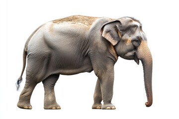 Obraz premium Large gray elephant standing gracefully with trunk extended in a calm posture. Generative AI