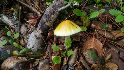 Gloomy Naturde scenes from Dublin Ireland