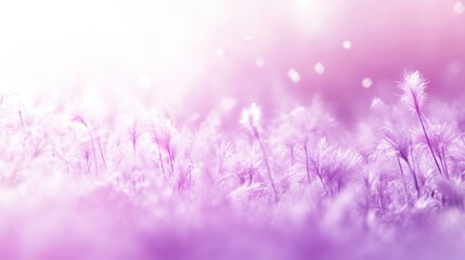 Obraz premium Delicate purple flowers field, soft focus, sunrise, dreamy background