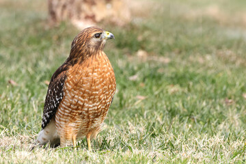 Red shouldered hawk standing on prey in grassy field against blurry background. 