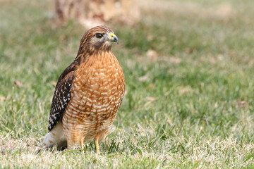 Red shouldered hawk standing on prey in grassy field against blurry background. 
