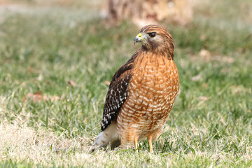 Red shouldered hawk standing on prey in grassy field against blurry background. 
