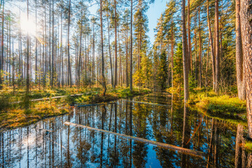 Obraz premium A wooden walking path Bor na Czerwonem nature reserve in Nowy Targ in Poland