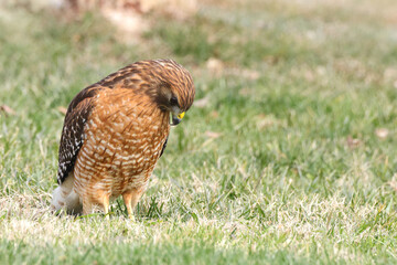 Red shouldered hawk standing on prey in grassy field against blurry background. 
