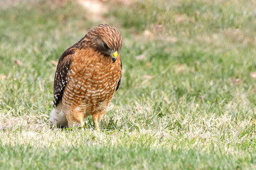 Red shouldered hawk standing on prey in grassy field against blurry background. 