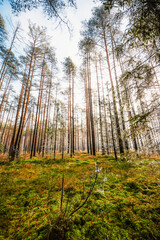 A wooden walking misty path in Bor na Czerwonem nature reserve in Nowy Targ in Poland