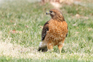 Red shouldered hawk standing on prey in grassy field against blurry background. 