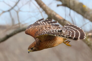 Red shouldered hawk inflight against blurry background. 