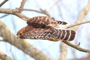 Obraz premium Red shouldered hawk inflight against blurry background. 