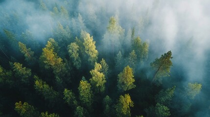 Misty Forest Aerial View