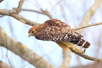 Fototapeta premium Red shouldered hawk inflight against blurry background. 