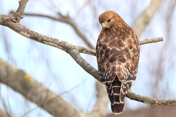 Red shouldered hawk perched in tree against blurry white background. 