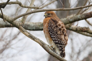 Red shouldered hawk perched in tree against blurry white background. 