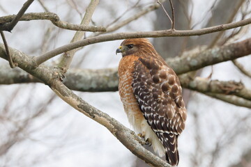 Red shouldered hawk perched in tree against blurry white background. 