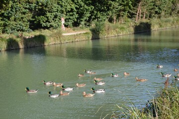 Mallard ducks swimming in a serene park pond
