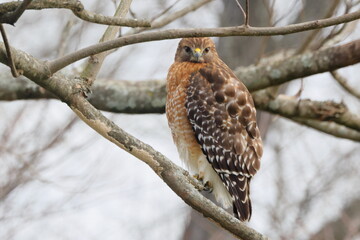 Red shouldered hawk perched in tree against blurry white background. 