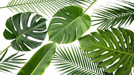 Vibrant Tropical Leaves Collection