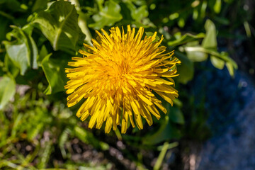 Colorful flowers in blossom in the wild nature on the mountain meadows and fields high in the Alps. Flowers of different shapes and color growing on the green grass in the alpine meadow in summer