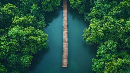 Fototapeta premium An aerial perspective of a bridge weaving through a forest of fern trees