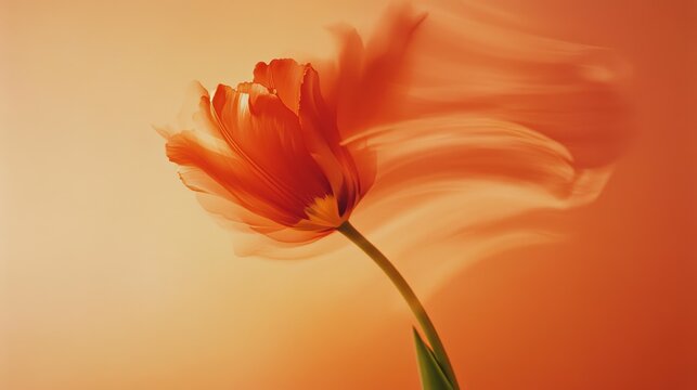 Stunning red tulip captured with motion blur against an orange backdrop, creating a dynamic and artistic floral impression.
