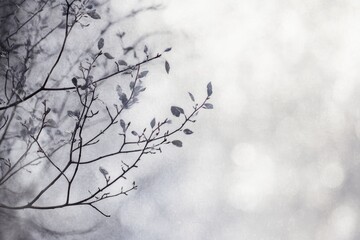 Obraz premium Soft Grey Bokeh: Textured Blurred Background of Trees with White and Mauve Highlights in Beautiful Sunlight