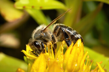 bee on yellow flower