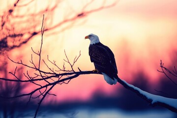 Fototapeta premium Majestic bald eagle perched on a snow-covered branch against a vibrant sunset.
