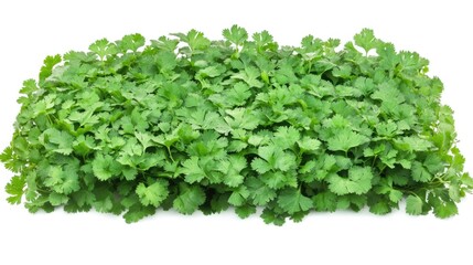 Obraz premium Vibrant Cilantro Leaves. Fresh Coriander Isolated on White Background, Perfect for Vegetarian and Organic Cooking