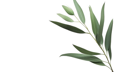 Obraz premium A fresh eucalyptus sprig, isolated on white background
