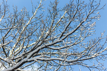 Obraz premium Snowy Serenity: Winter Trees Against the Sky