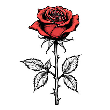 Red rose illustration with thorns on white background, floral symbolism
