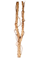 Two Intertwined Tree Trunks with Vines