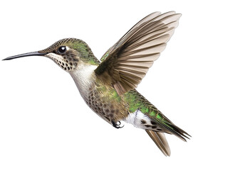 Fototapeta premium An ultra-realistic photograph of a hummingbird in flight side view isolated on a white background with realistic studio lighting