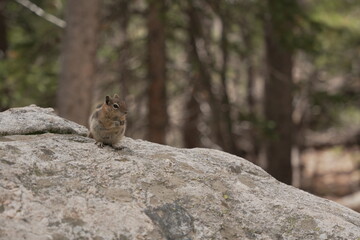 Chipmunk on a rock