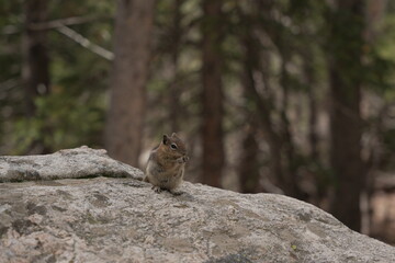 Chipmunk on a rock