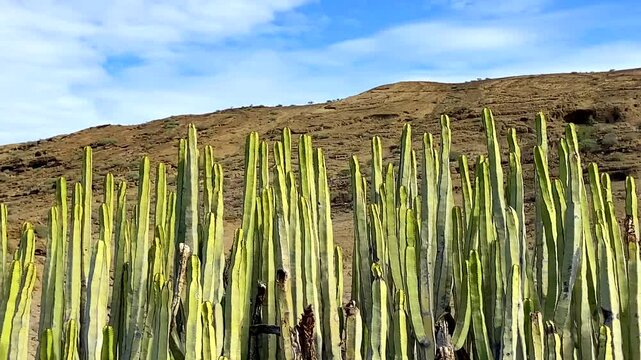 Euphorbia canariensis or Cardon canario cactus plants on a mountains background in Tenerife, Canary Islands,Spain.Tropical exotic succulents concept with copy space.