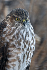 Sharp-shinned hawk (Accipiter striatus); Laramie, Wyoming