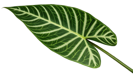  Alocasia Zebrina Leaf with Bold Arrow Shape and Zebra-Striped Stems Transparent PNG