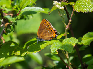 Black Hairstreak With Wings Closed