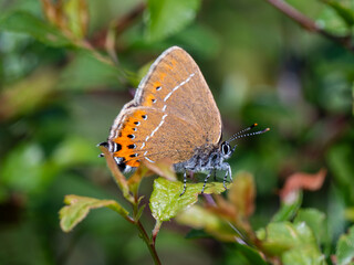 Black Hairstreak With Wings Closed