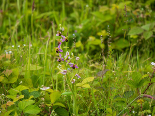 A Bee Orchid in a Meadow