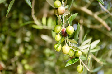 Fresh Olives on Tree Branch