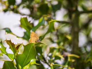 Black Hairstreak With Wings Closed