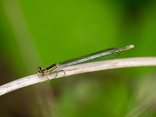 Female White-legged Damselfly Resting on Grass