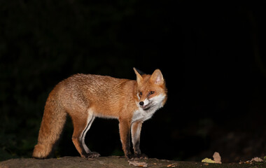 Portrait of a red fox standing on a tree in a forest at night
